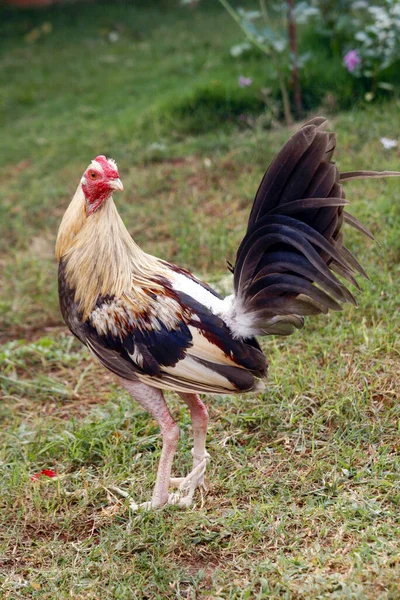 Eine Nahaufnahme Einer Henne — Stockfoto