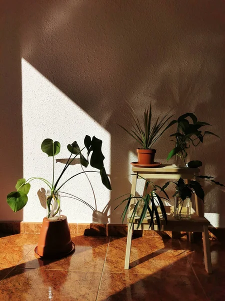 Vertikální Záběr Slunečného Rohu Domu Krásným Domem Rostliny Rostoucí Uvnitř — Stock fotografie