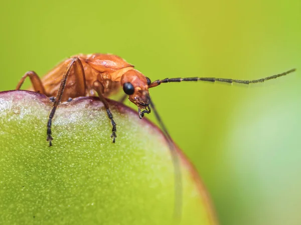 Closeup Shot Asmall Insect Green Leaf — Stock Photo, Image