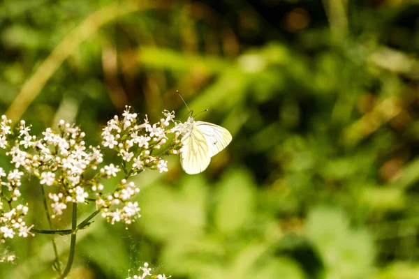 花の上で蝶のクローズアップショット — ストック写真