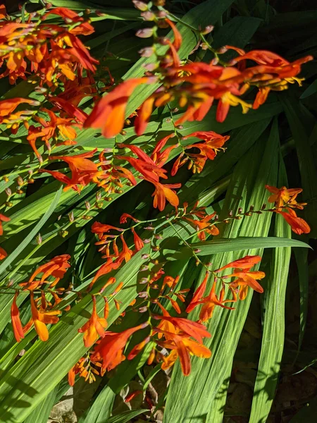 Vertikální Záběr Montbretia Květiny Obklopené Zelenými Listy Venku — Stock fotografie