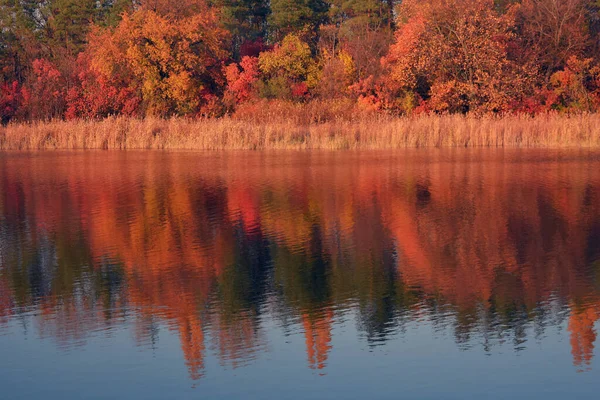 Красивый Ярко Оранжевый Лес Фоне Которого Прозрачном Голубом Озере Виднеется — стоковое фото