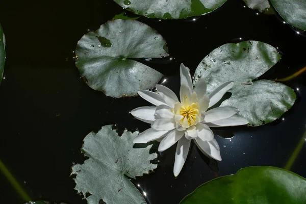 Die Seerose Auf Dem Teich — Stockfoto