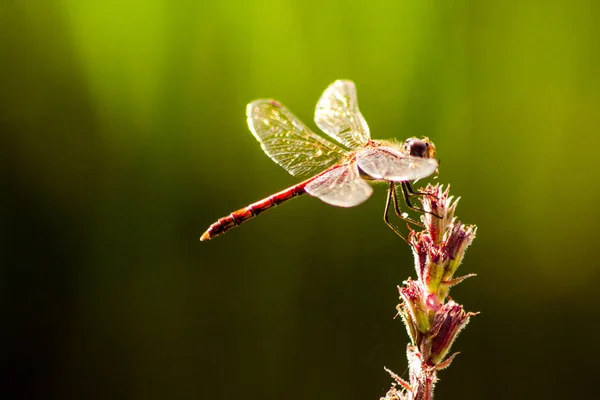 Een Libel Een Plant Een Tuin — Stockfoto