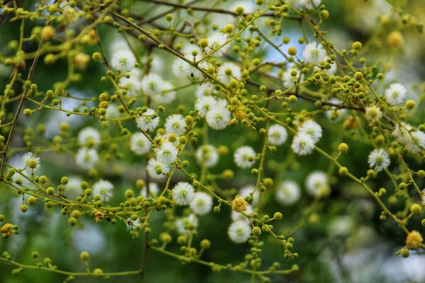 Focus Sélectif Belles Fleurs Acacia Sur Les Branches Des Arbres — Photo