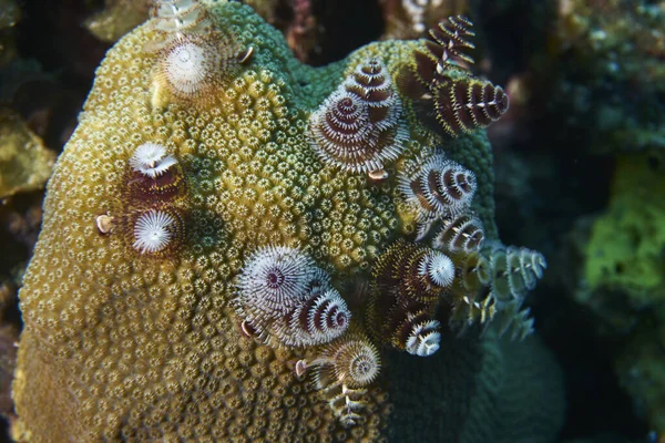 Eine Nahaufnahme Von Meeresblumen Unterwasserwelt — Stockfoto