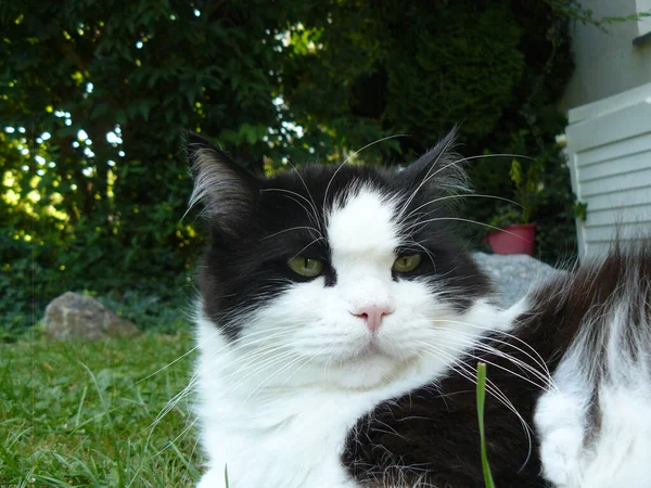 Closeup Shot Cute Black White Cat Garden — Stock Photo, Image