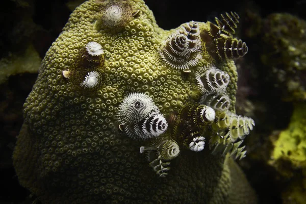 Closeup Serpulidae Tube Worms Vida Submarina —  Fotos de Stock