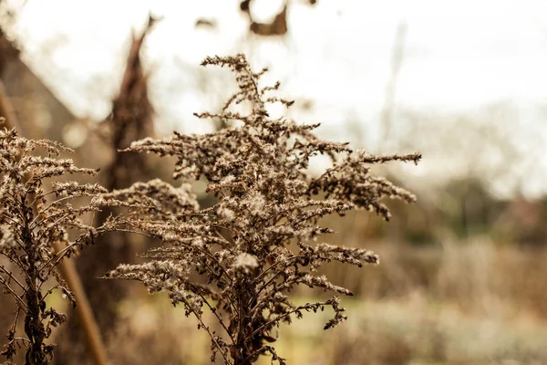 秋の庭で乾燥した枯れてしまった花の塊 — ストック写真