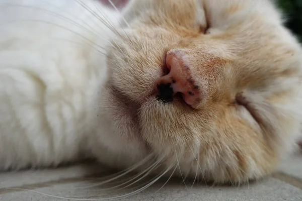 Крупним Планом Мила Біла Спляча Кішка — стокове фото