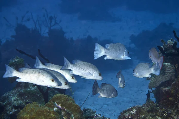 Closeup Shoal Saltwater Fish Underwater Life — Stock Photo, Image