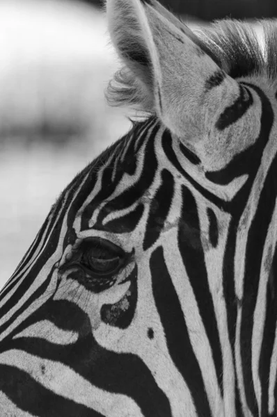 Вертикальный Серый Снимок Великолепной Зебры Красивыми Узорами Зоопарке — стоковое фото