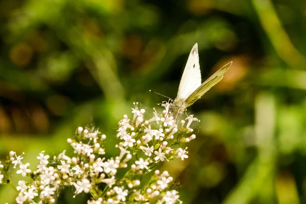 花の上で蝶のクローズアップショット — ストック写真