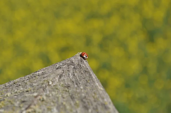 Macro Shot Ladybug Rock Surface Outdoors — Stock Photo, Image