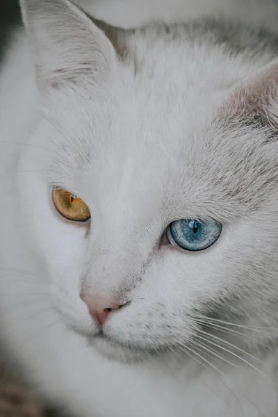 Detailní Záběr Bílé Kočky Dodávky — Stock fotografie