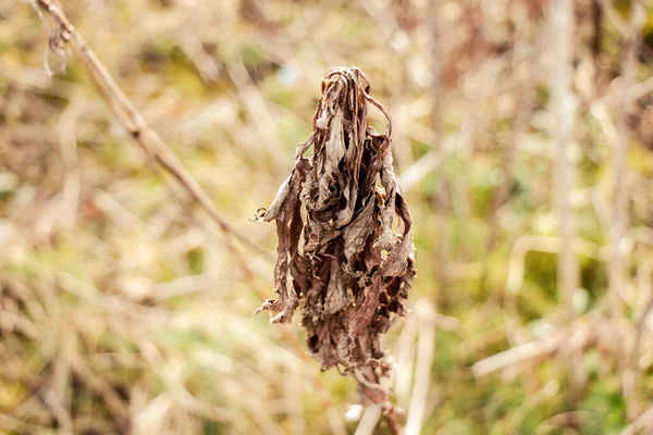 Närbild Torra Vissna Blommor Höstträdgård — Stockfoto