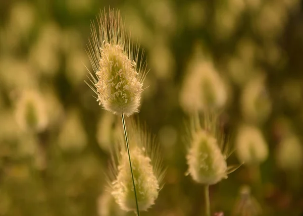 Primo Piano Piante Secche Appuntite Campo Soleggiato Uno Sfondo Giallo — Foto Stock