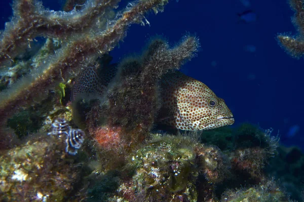 珊瑚后面的巨型石斑鱼的特写 — 图库照片