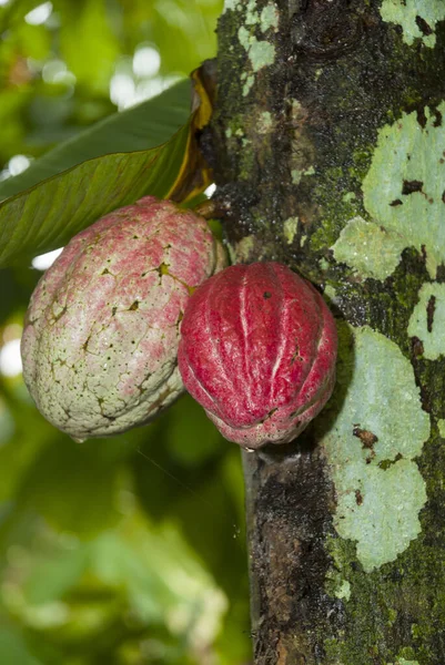 グアテマラからのカカオの木に新鮮な果物 Theobromaカカオ — ストック写真