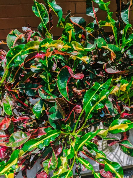 Een Verticaal Shot Van Kleurrijke Variegated Croton Plant — Stockfoto