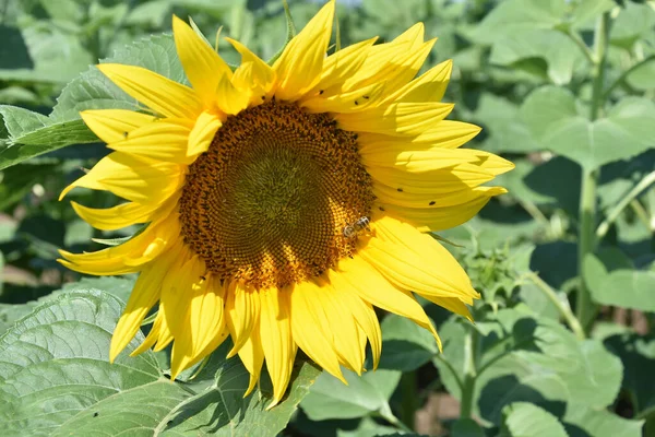 Primer Plano Girasol Campo Una Flor Amarilla —  Fotos de Stock