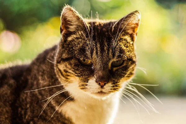 阳光明媚的大街上一只可爱的短毛猫 — 图库照片