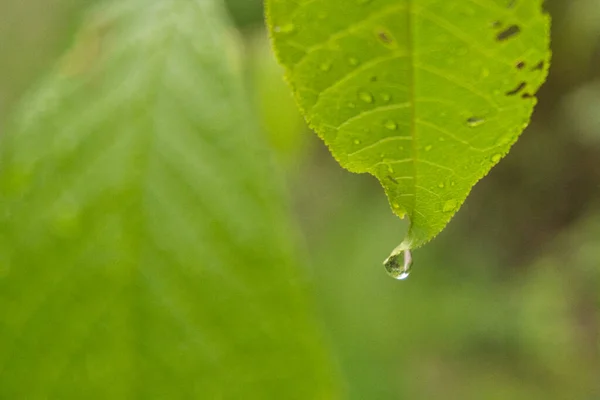 Tiro Close Gotas Orvalho Nas Folhas — Fotografia de Stock