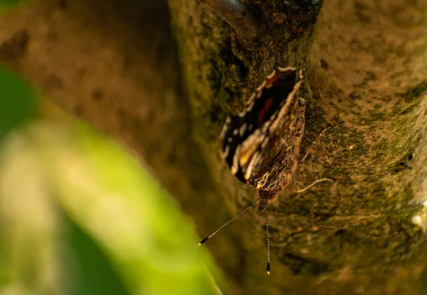 在朦胧的背景下 一只美丽的蝴蝶栖息在一棵树上的特写镜头 — 图库照片