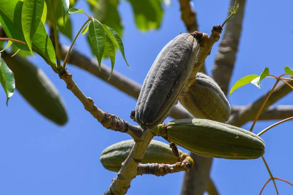 Close Kapok Galhos Árvore Com Conchas Fechadas Sob Céu Azul — Fotografia de Stock