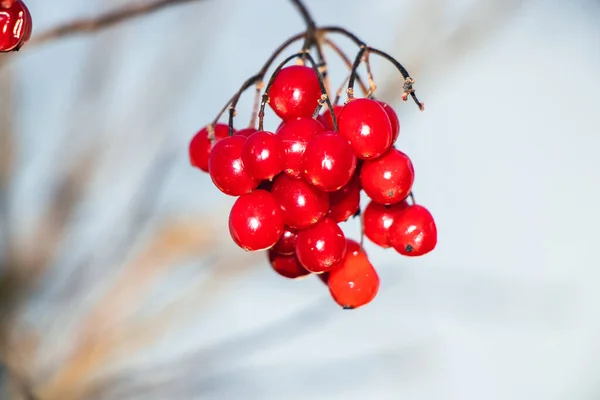 Primo Piano Bacche Rosse — Foto Stock