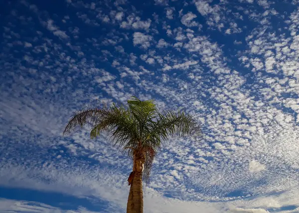 Низкий Угол Снимка Одной Пальмы Стоящей Высоко Ярко Голубым Небом — стоковое фото