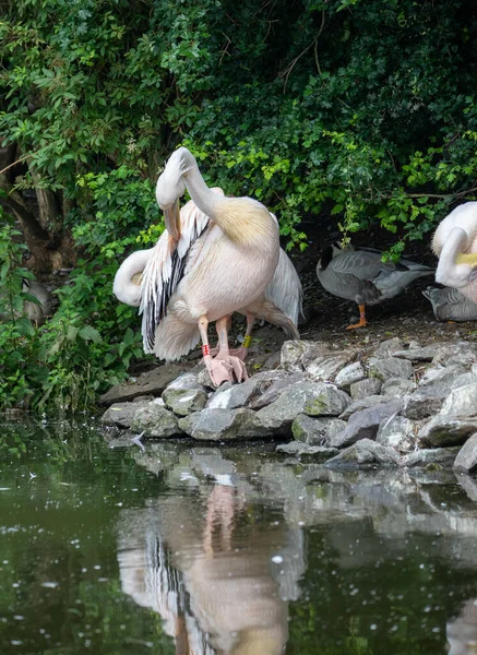 Вертикальний Склад Пеліканів Zsl Whipsnade Zoo Bedfordshire England — стокове фото