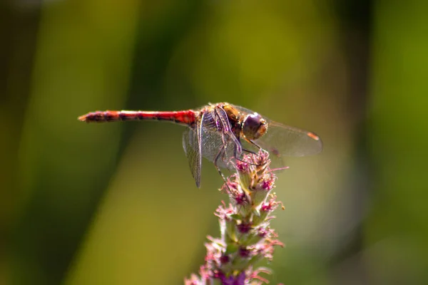 Gros Plan Une Mouche Sur Une Fleur — Photo