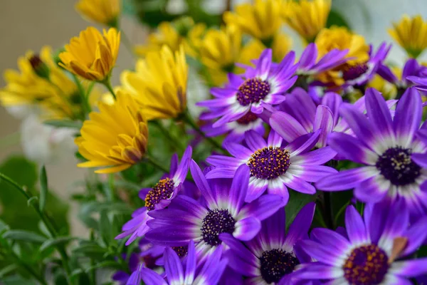 Élénk Lila Virágok Közelsége Egy Napos Kertben — Stock Fotó