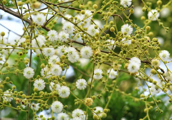 Focus Sélectif Belles Fleurs Acacia Sur Les Branches Des Arbres — Photo