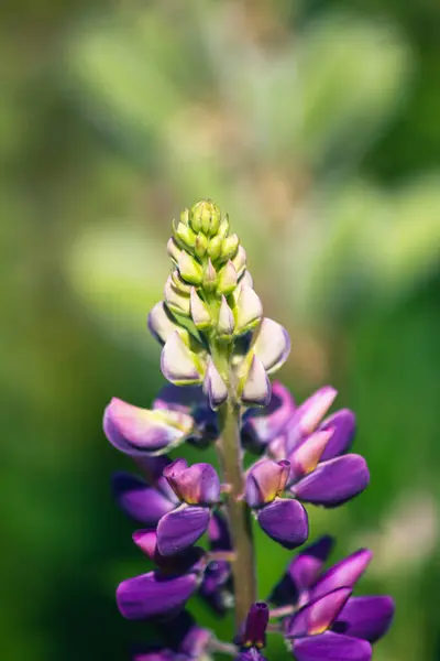 Närbild Vacker Blomma — Stockfoto