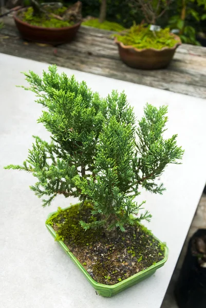 Delicate Potted Bonsai Outdoors White Table — Stock Photo, Image