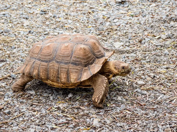 Een Schildpad Die Het Land Loopt — Stockfoto