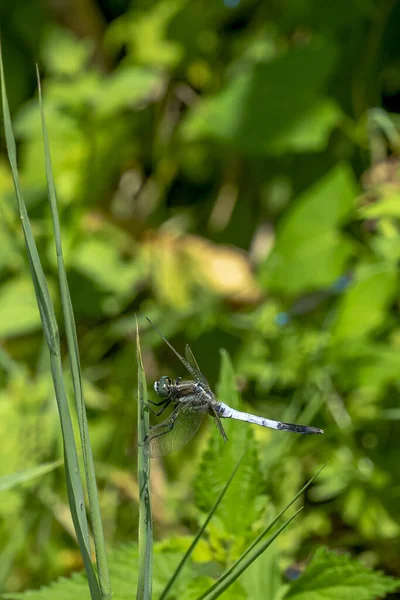 Vertical Shot Dragonfly Plant — Stock Photo, Image