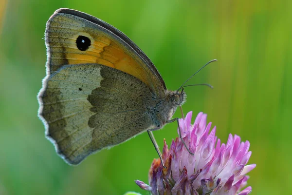 Zbliżenie Łąki Brązowy Motyl Maniola Jurtina Purpurowym Kwiecie — Zdjęcie stockowe