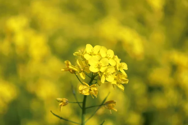 Gros Plan Une Fleur Colza Jaune Sur Fond Flou — Photo