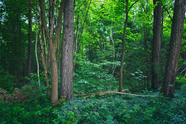 Krásná Lesní Scenérie Létě — Stock fotografie