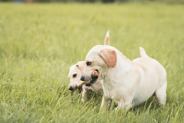 Labrador Perro Jugando Soleado Día Verano Campo —  Fotos de Stock