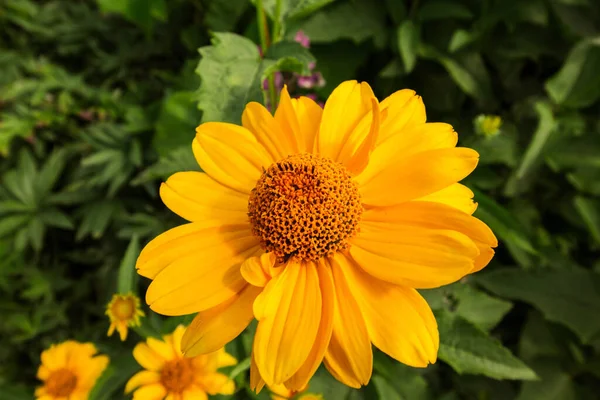 Une Fleur Héliopsis Jaune Dans Jardin — Photo