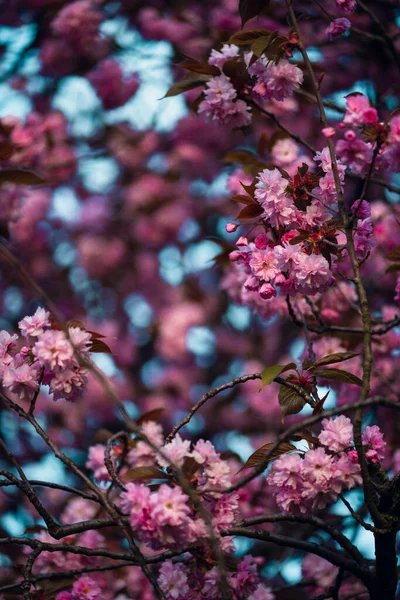 Close Vertical Belos Ramos Árvores Florescentes Rosa Perfeito Para Papéis — Fotografia de Stock