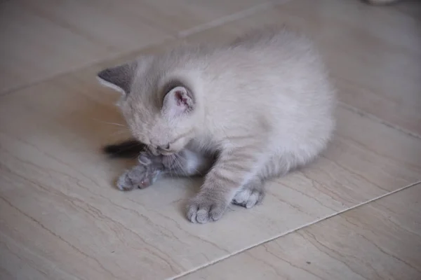 一只长着灰白爪子的可爱的白色小猫坐在地板上的特写镜头 — 图库照片