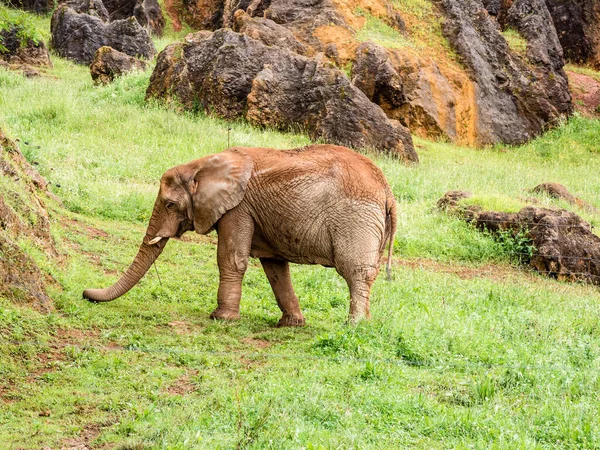 Elefante Caminando Naturaleza — Foto de Stock