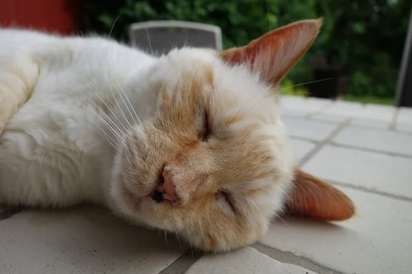 Närbild Söt Vit Sovande Katt — Stockfoto