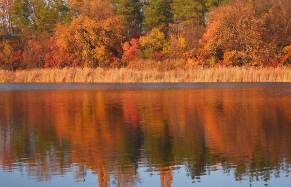 Wspaniały Las Pomarańczowy Odbiciem Nad Czystym Jeziorem Przed Nim Jesienny — Zdjęcie stockowe