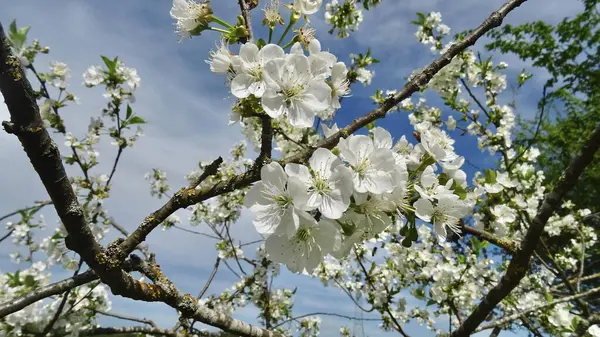 Цветущие Весенние Цветы Облачном Фоне Неба — стоковое фото